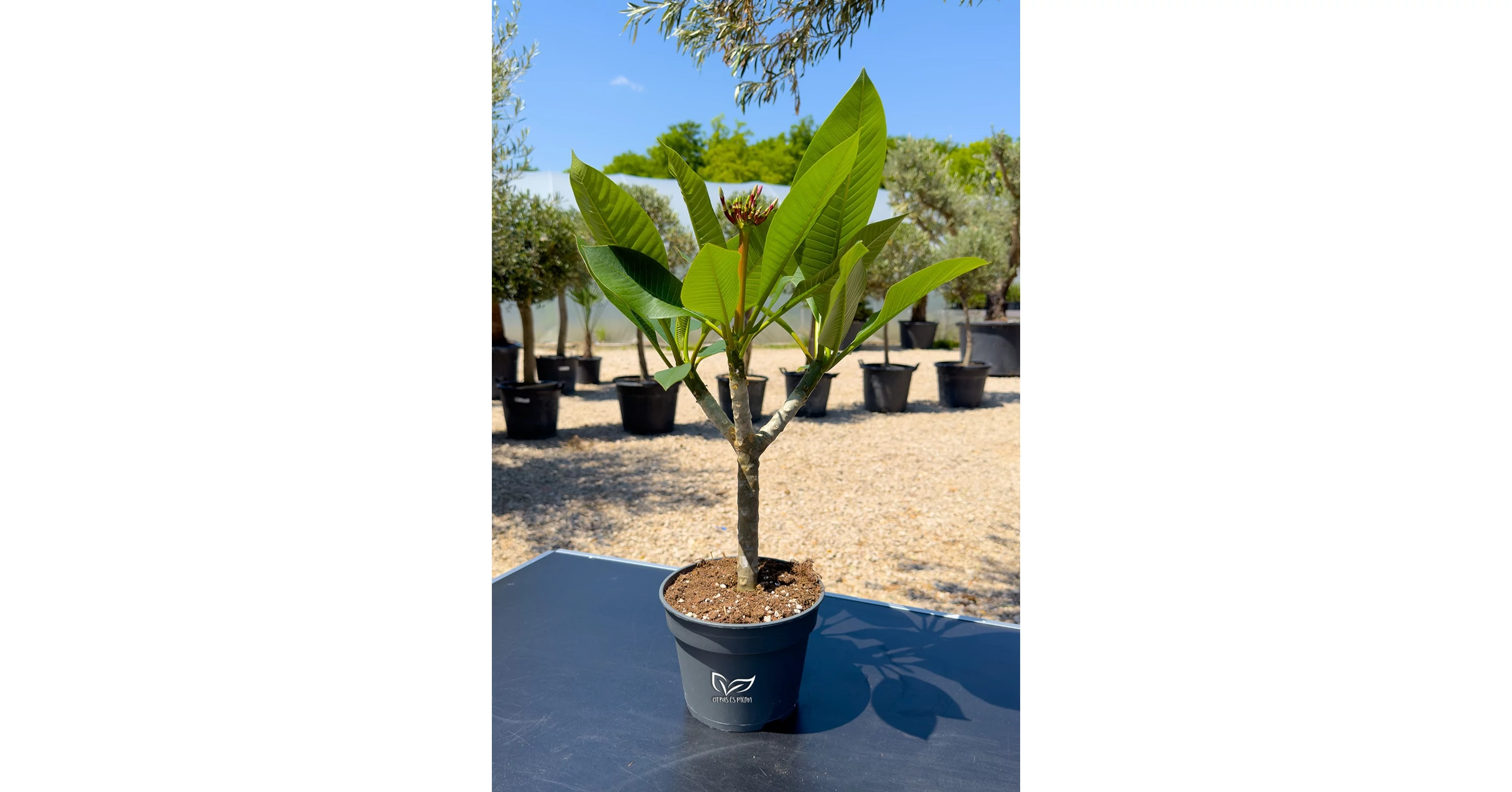 Plumeria Opal Pink de vânzare | Citrice și palmieri - Magazin web